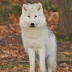 wolf Names | Pet Backer