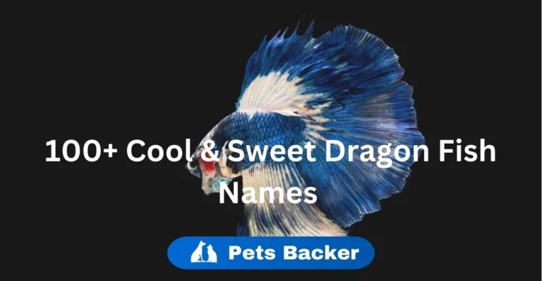 Dragon Fish Names | Pets Backer