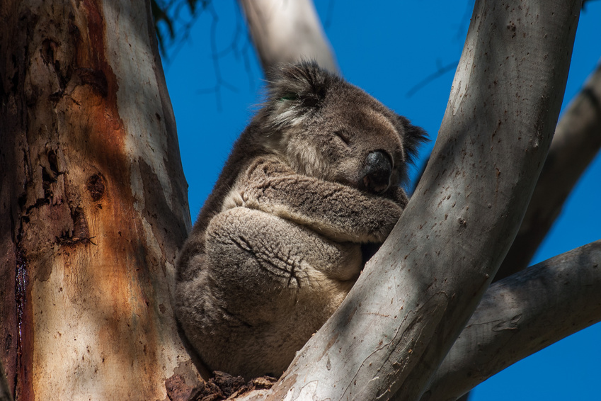 Kangaroo Island Australia