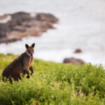 Kangaroo Island Australia