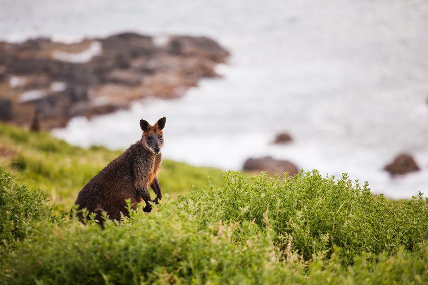 Kangaroo Island Australia