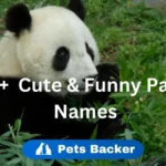 Panda Names | Pets Backer