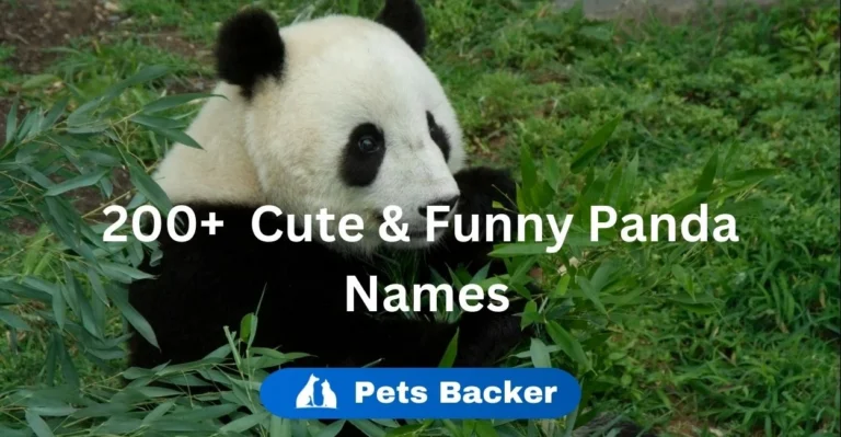 Panda Names | Pets Backer