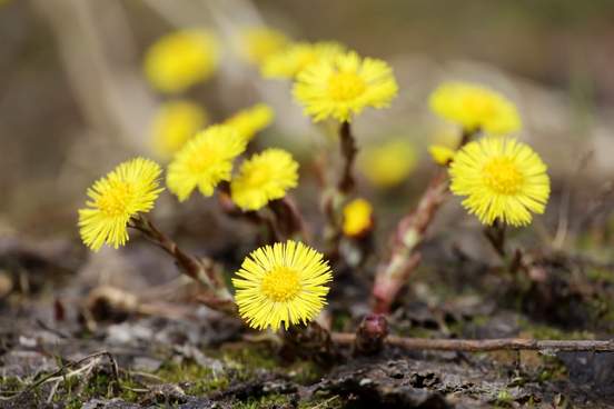 First signs of spring – blooming flowers and singing birds.