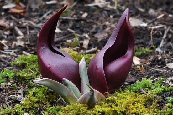 First signs of spring – blooming flowers and singing birds.