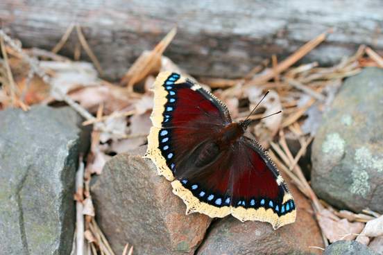 First signs of spring – blooming flowers and singing birds.