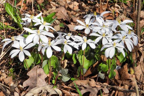 First signs of spring – blooming flowers and singing birds.