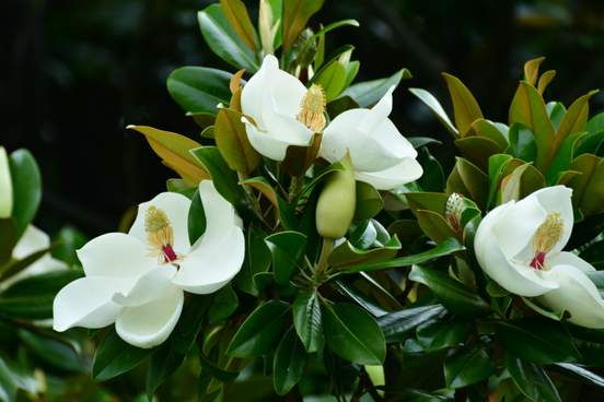 First signs of spring – blooming flowers and singing birds.