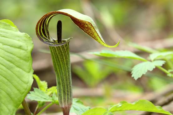 First signs of spring – blooming flowers and singing birds.