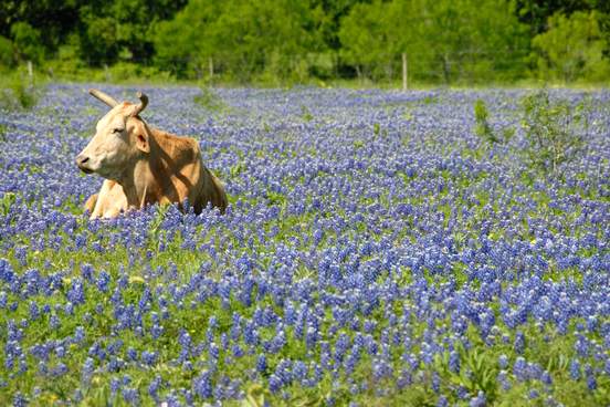 First signs of spring – blooming flowers and singing birds.